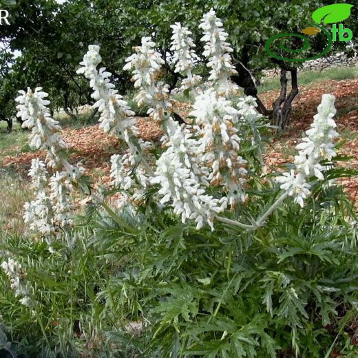 Phlomoides-Benliçalba