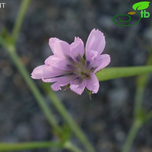 Cichorium-Hindiba