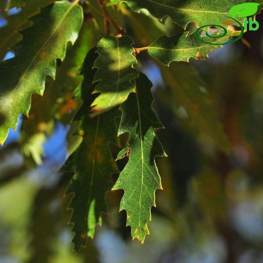 Quercus trojana