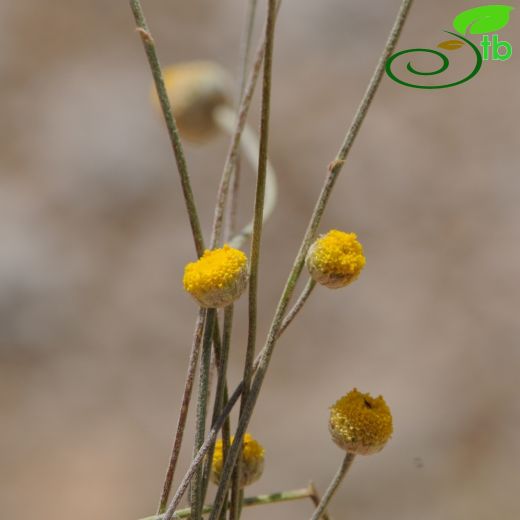 Anthemis-Papatya