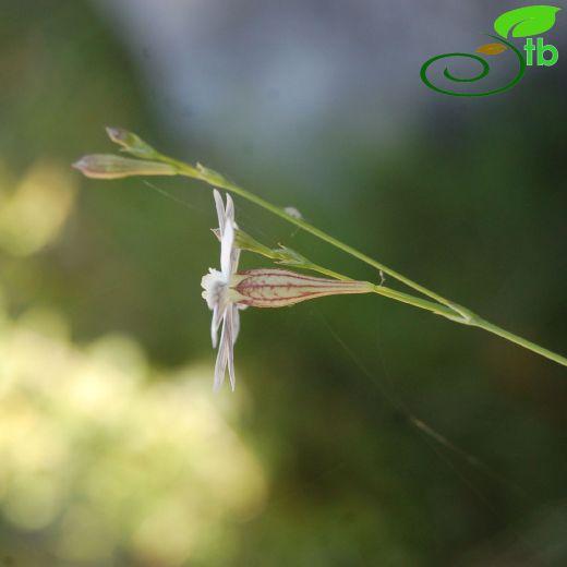 Silene echinospermoides
