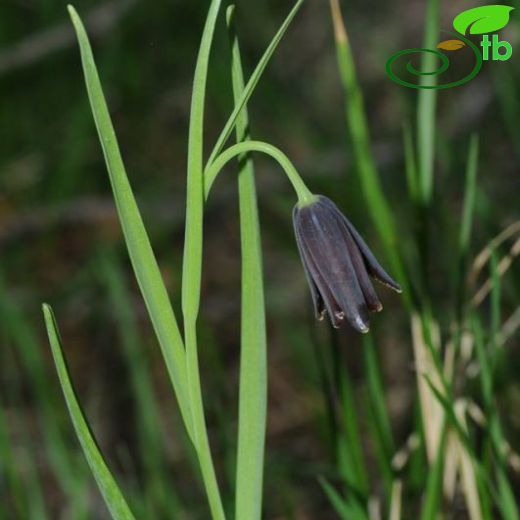 Fritillaria asumaniae