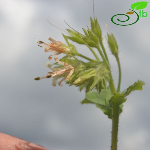 Symphytum circinnale