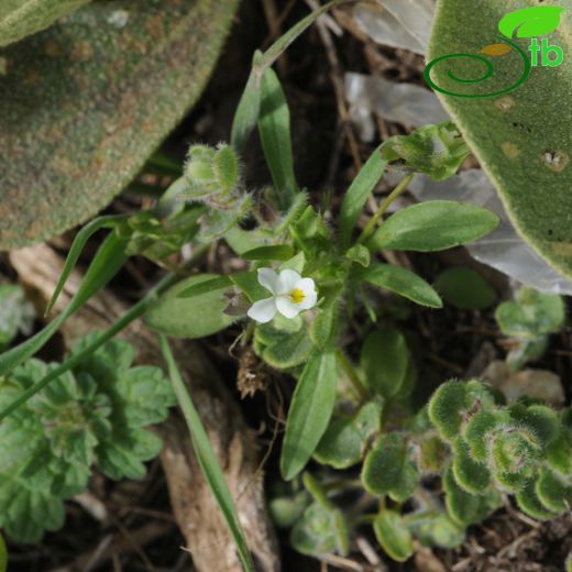 Viola arvensis