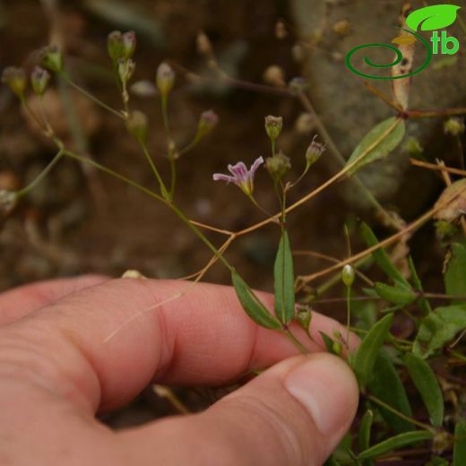 Gypsophila elegans