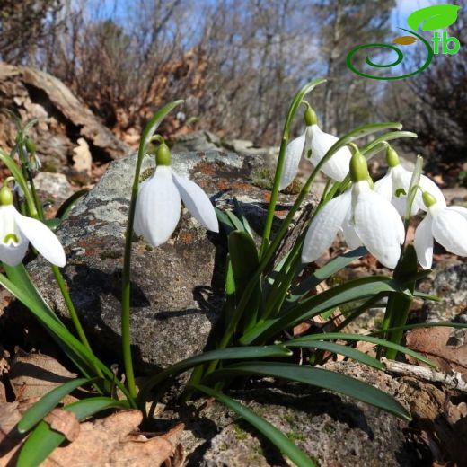 Galanthus-Kardelen