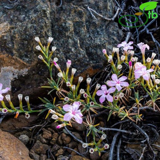 Plumbaginaceae-Kardikenigiller