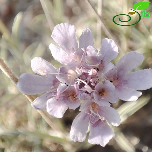Lomelosia pseudograminifolia