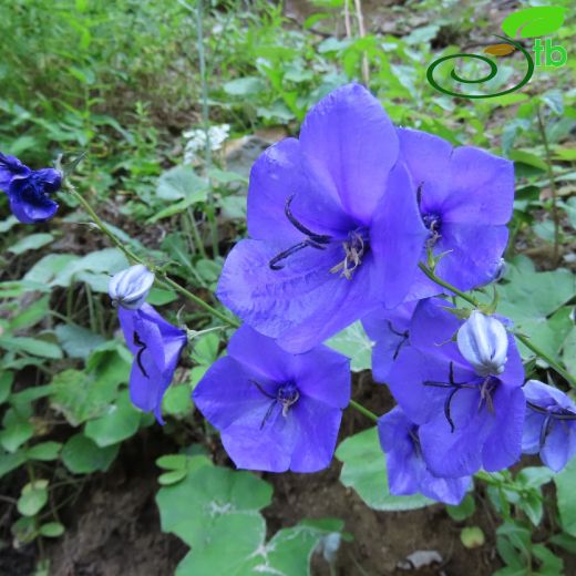 Campanula-Çançiçeği