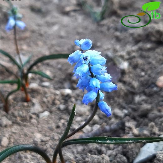 Hyacinthella-Dağsümbülü