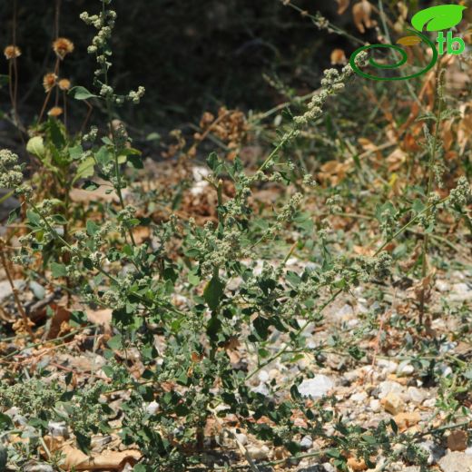 Chenopodium-Sirken