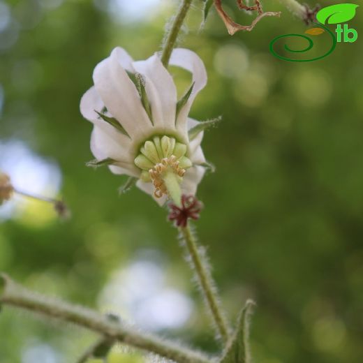 Michauxia-Keçibiciği