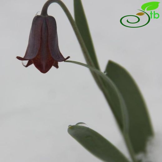 Fritillaria assyriaca