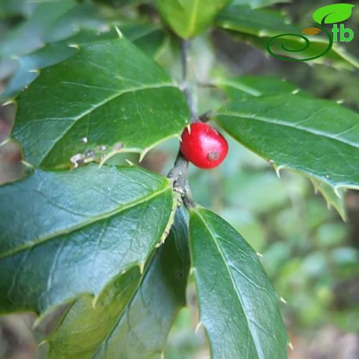 Aquifoliaceae-Işılgangiller