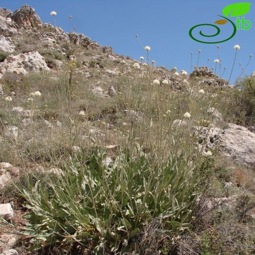 Cephalaria anamurensis