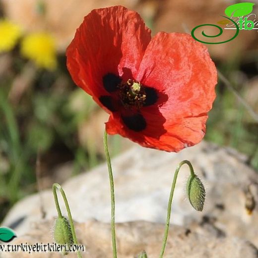 Papaver clavatum