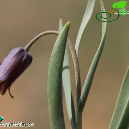 Fritillaria assyriaca