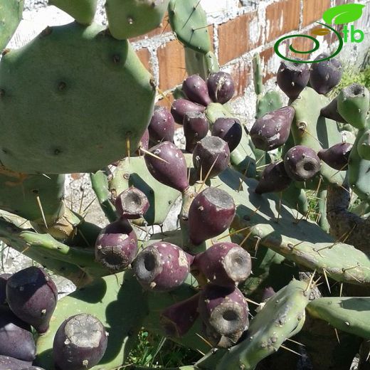 Cactaceae-Kaktüsgiller