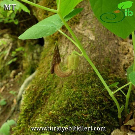 Aristolochia pontica