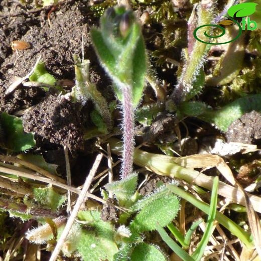 Arabis hirsuta