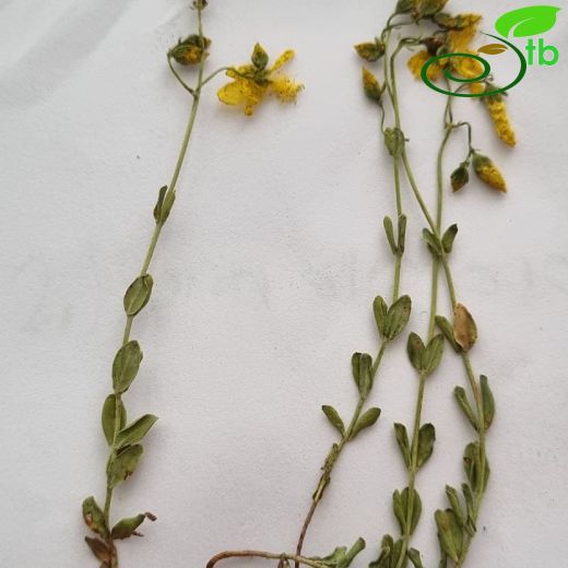 Hypericum bourgaei