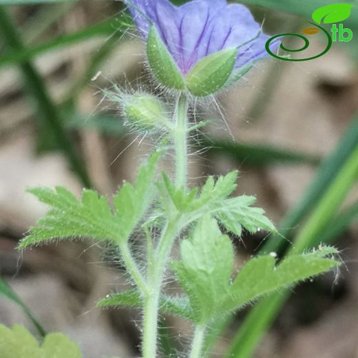 Geranium-Turnagagası