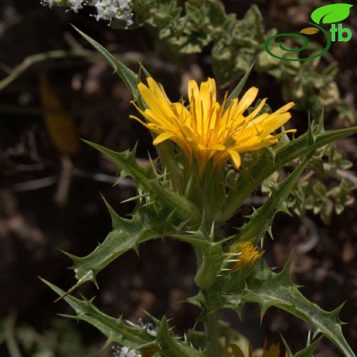 Asteraceae-Papatyagiller