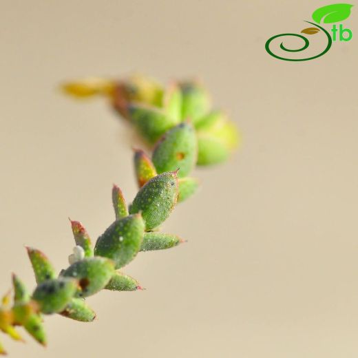 Hypericum imbricatum