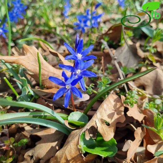 Chionodoxa- Karyıldızı