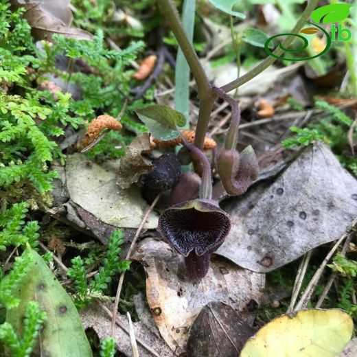 Aristolochia guichardii