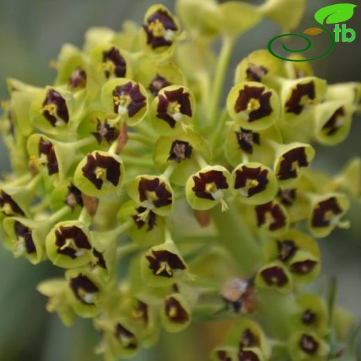 Euphorbia characias