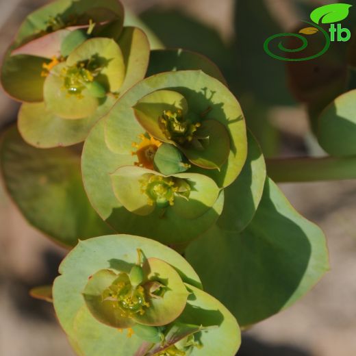 Euphorbia anacampseros