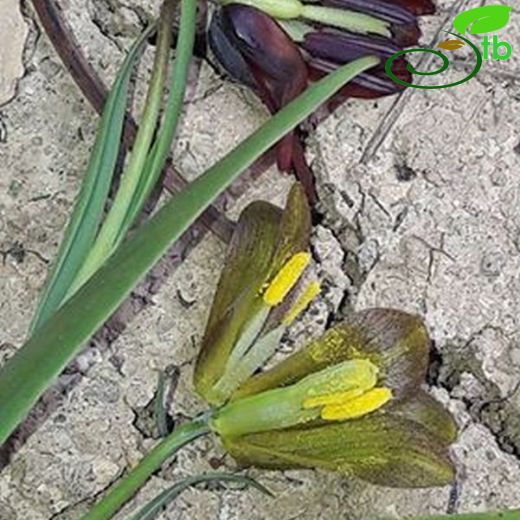 Fritillaria armena