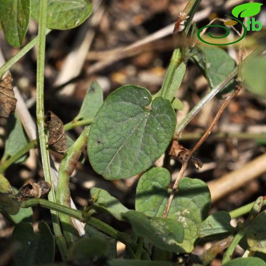 Aristolochia parvifolia