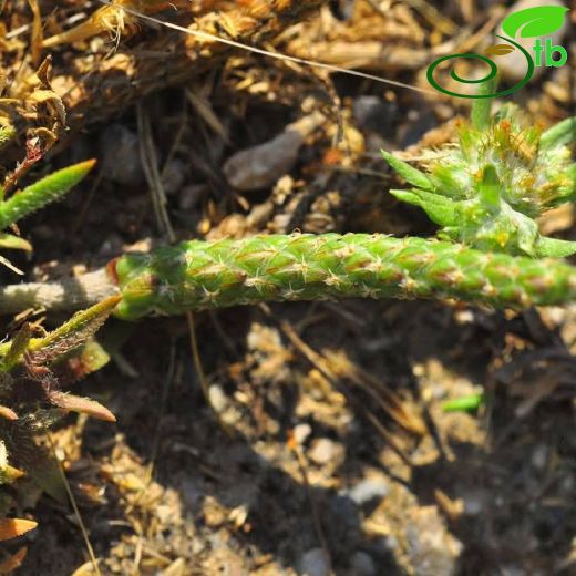 Plantago coronopus