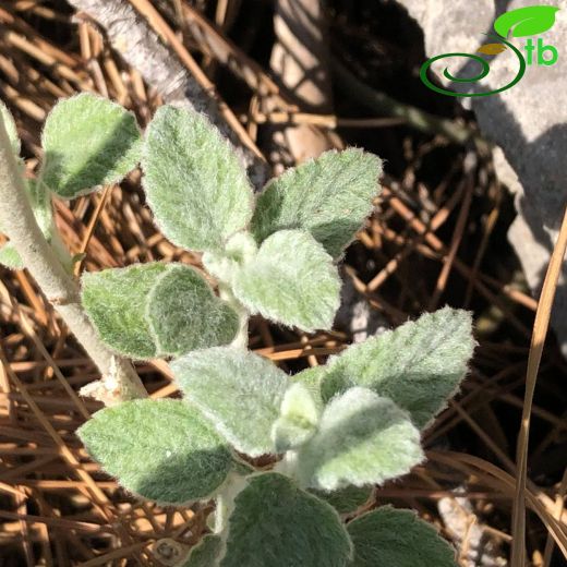 Stachys bombycina