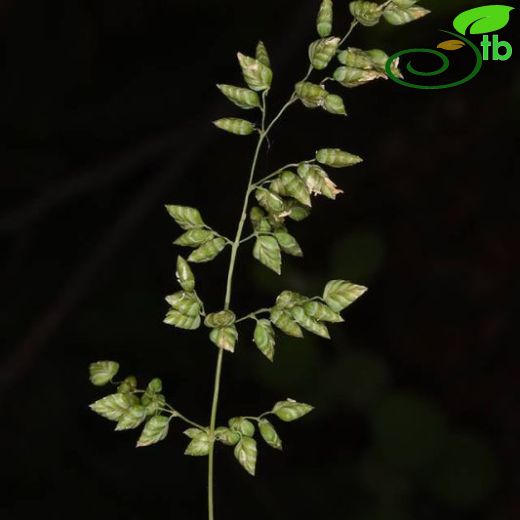 Briza humilis