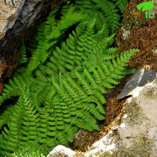 Athyrium filix-foemina