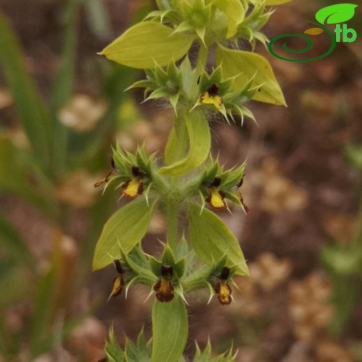 Sideritis montana