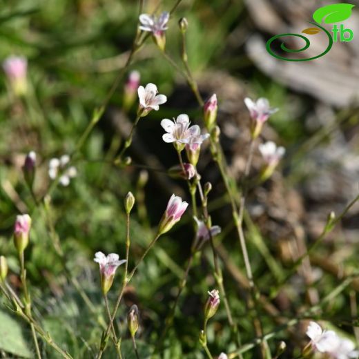 Gypsophila davisii