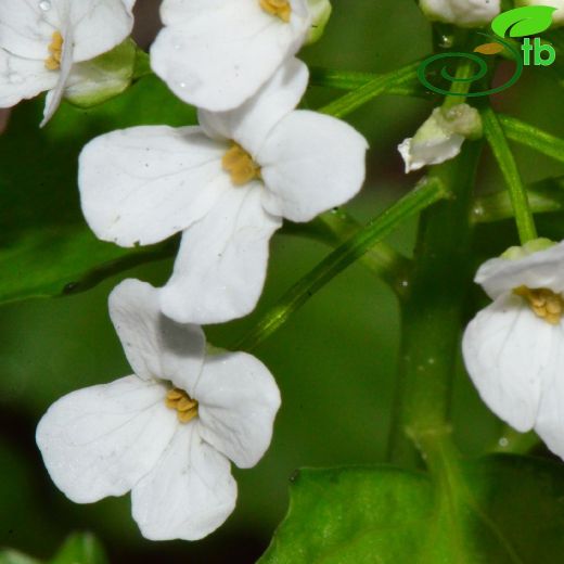 Pachyphragma- Kocatere