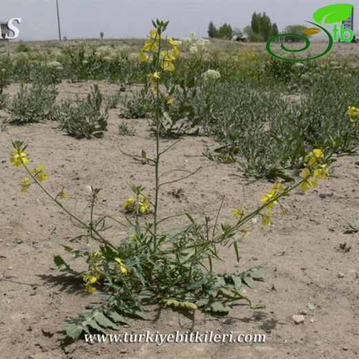 Sisymbrium septulatum