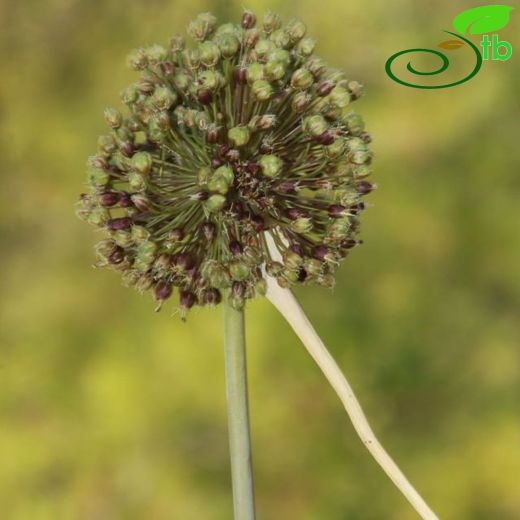 Allium bourgaei