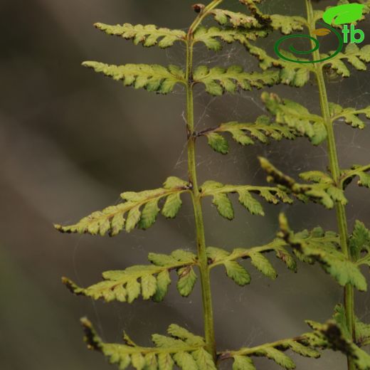 Cystopteridaceae-Gevrekeğreltigiller