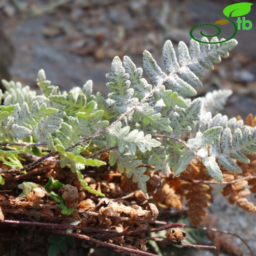 Pteridaceae-Baldırıkaragiller