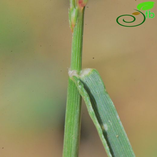 Poaceae-Buğdaygiller