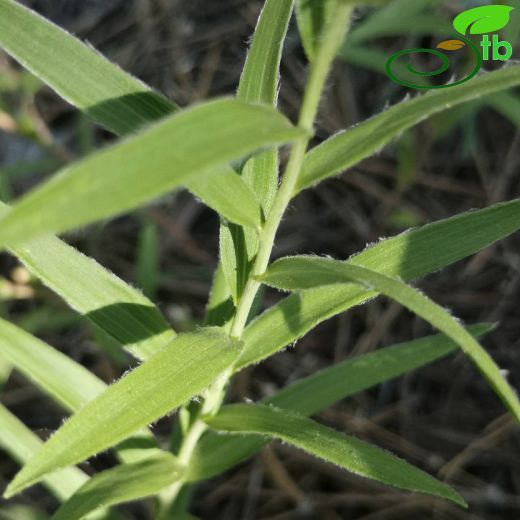 Pentanema ensifolium
