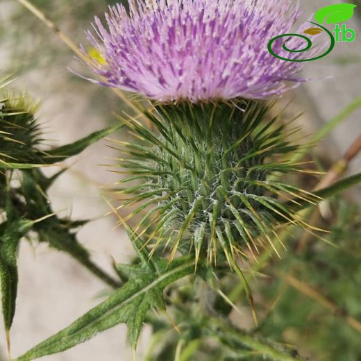 Cirsium vulgare