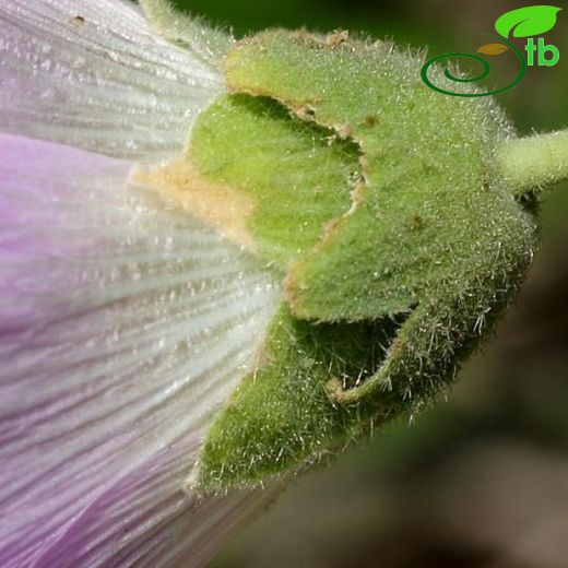 Alcea apterocarpa