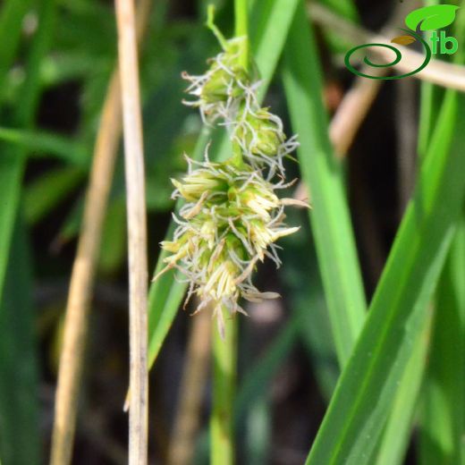 Cyperaceae-Hasırotugiller